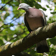 Common Wood Pigeon