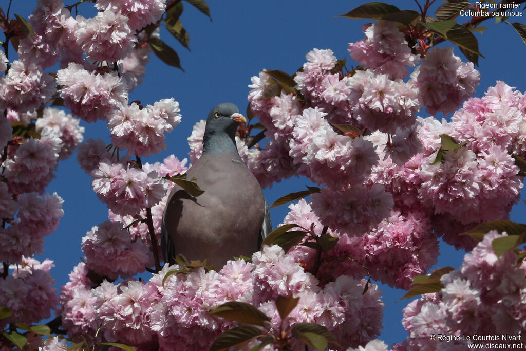 Common Wood Pigeonadult