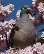 Common Wood Pigeon