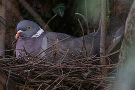 Common Wood Pigeon