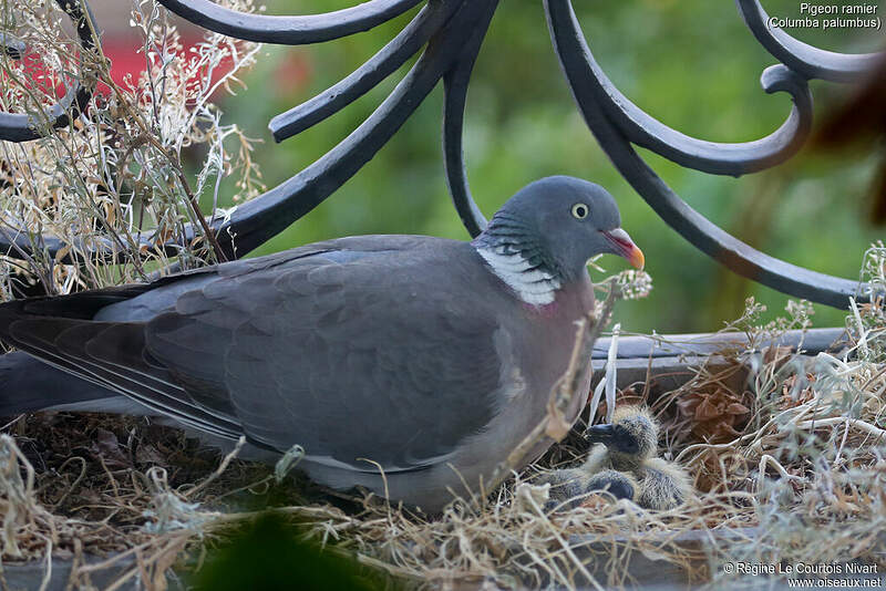 Nid De Pigeon Sur Mon Balcon Signification Pigeon ramier - rlcn185002