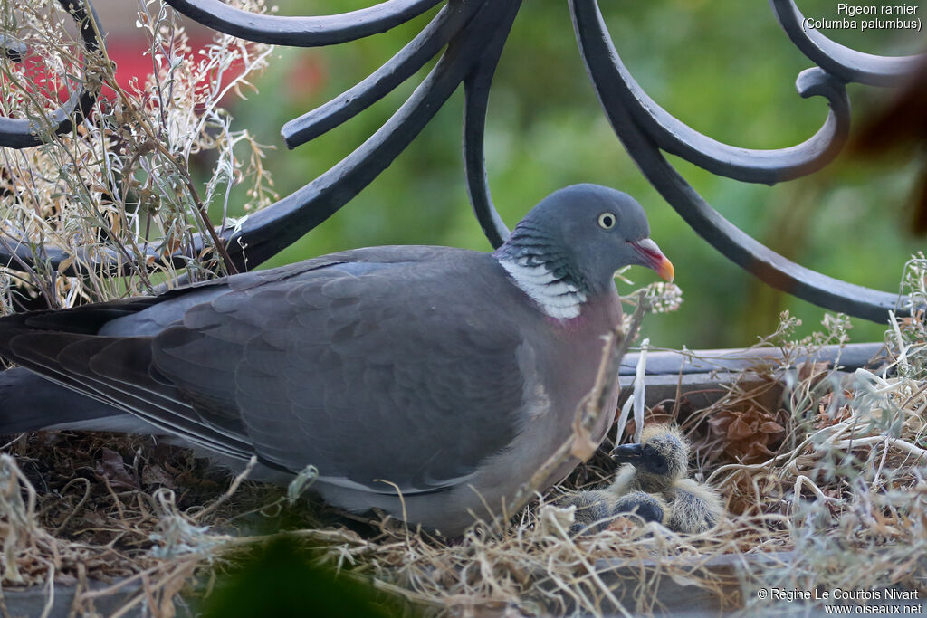 Pigeon ramier, Nidification