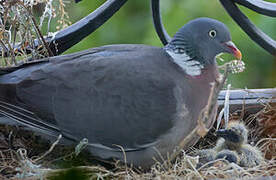 Common Wood Pigeon