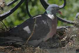 Common Wood Pigeon