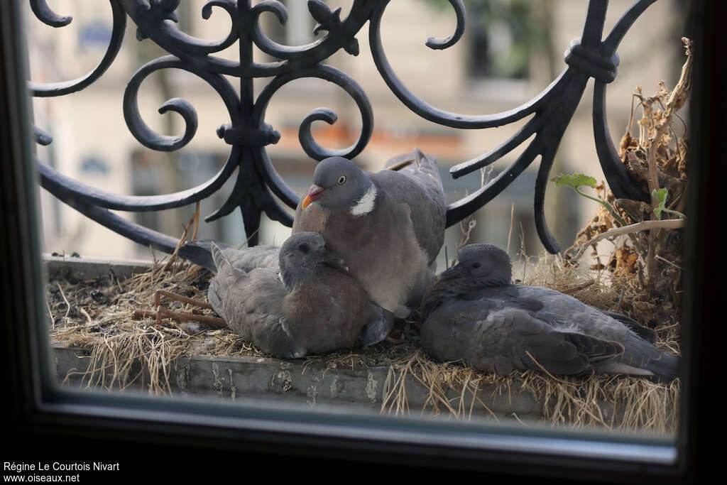 Common Wood Pigeon, Reproduction-nesting, Behaviour