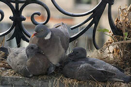 Common Wood Pigeon