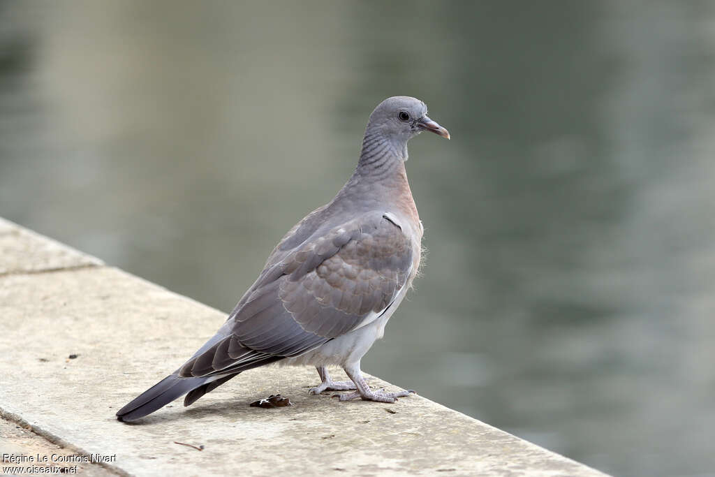 Pigeon ramierjuvénile, identification