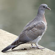 Common Wood Pigeon