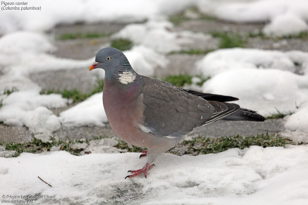 Common Wood Pigeon