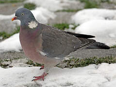 Common Wood Pigeon