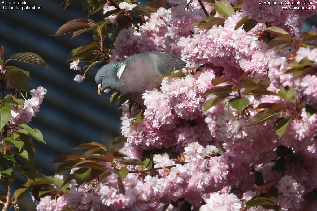 Common Wood Pigeon