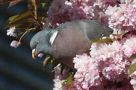 Common Wood Pigeon