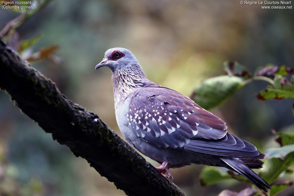 Pigeon roussard