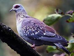 Speckled Pigeon