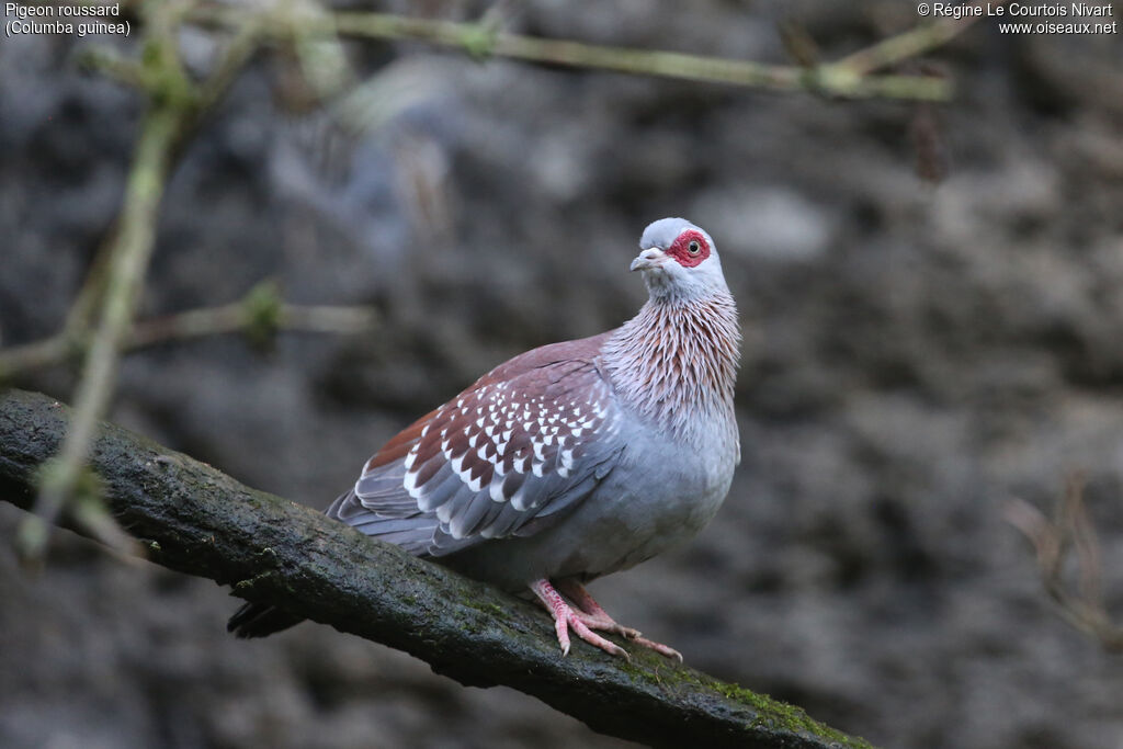 Pigeon roussard