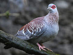 Speckled Pigeon