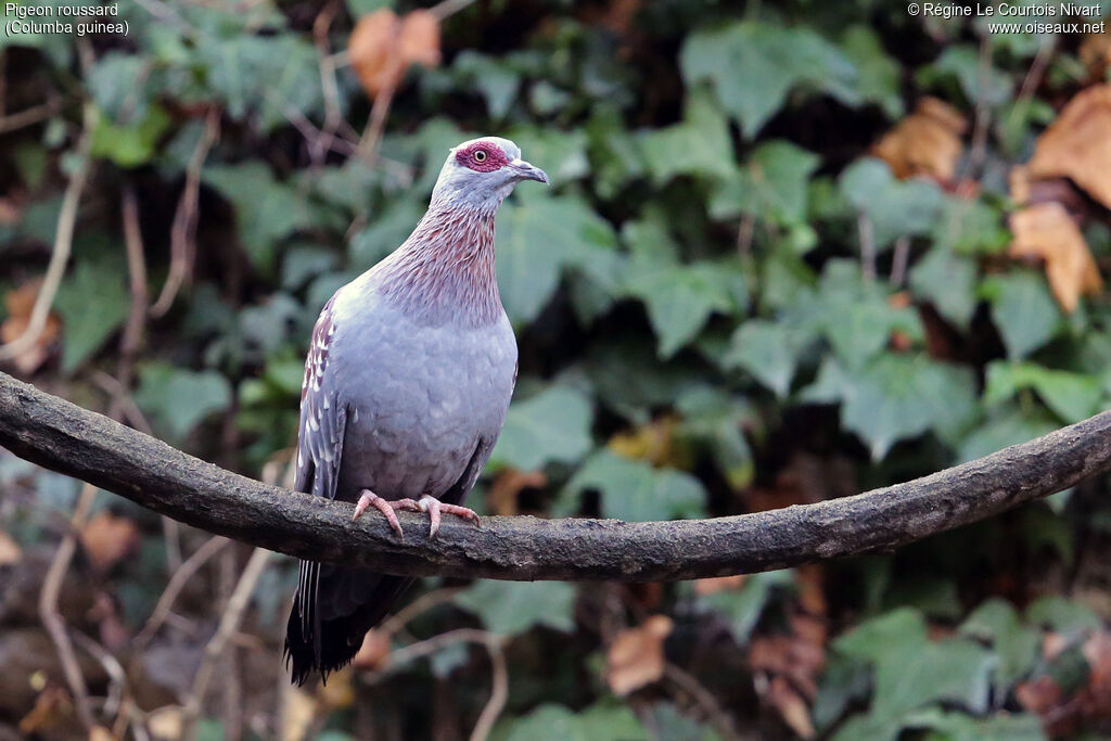 Speckled Pigeon