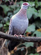 Speckled Pigeon