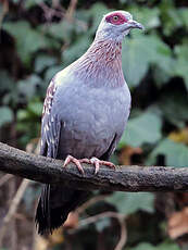 Pigeon roussard