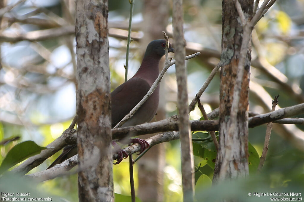 Pigeon rousset