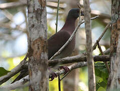 Pale-vented Pigeon