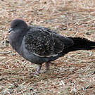 Pigeon tigré