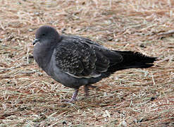 Spot-winged Pigeon