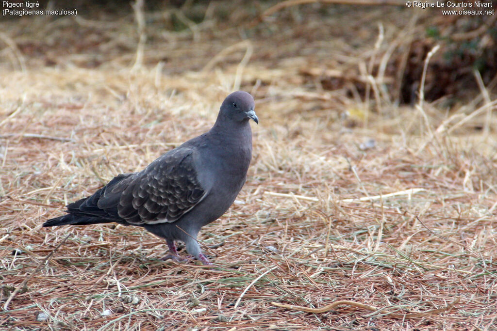 Spot-winged Pigeon