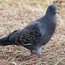 Pigeon tigré