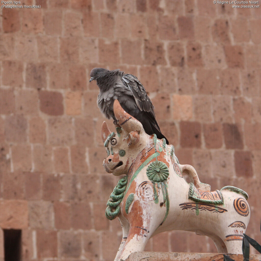 Pigeon tigré