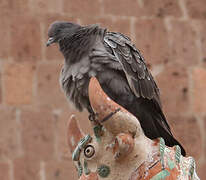 Spot-winged Pigeon