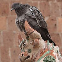 Pigeon tigré