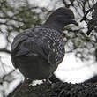 Pigeon tigré