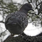 Pigeon tigré