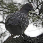 Pigeon tigré