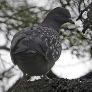 Pigeon tigré