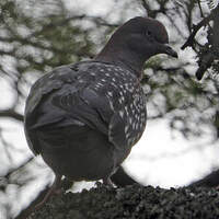 Pigeon tigré
