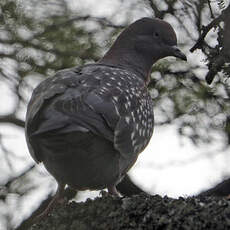 Pigeon tigré