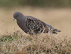 Pigeon tigré