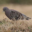 Pigeon tigré