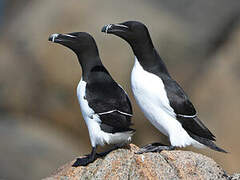 Razorbill