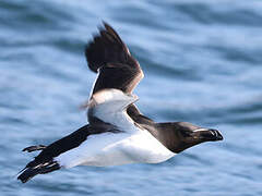 Razorbill