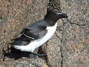 Pingouin torda