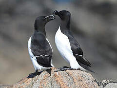 Razorbill