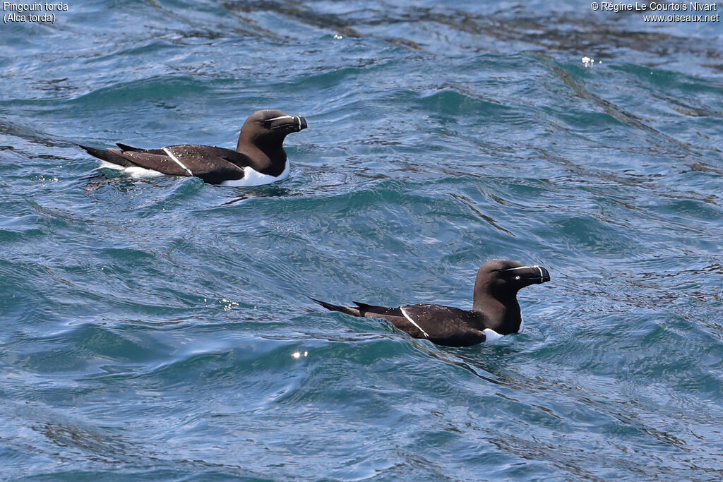 Razorbill