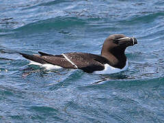 Razorbill