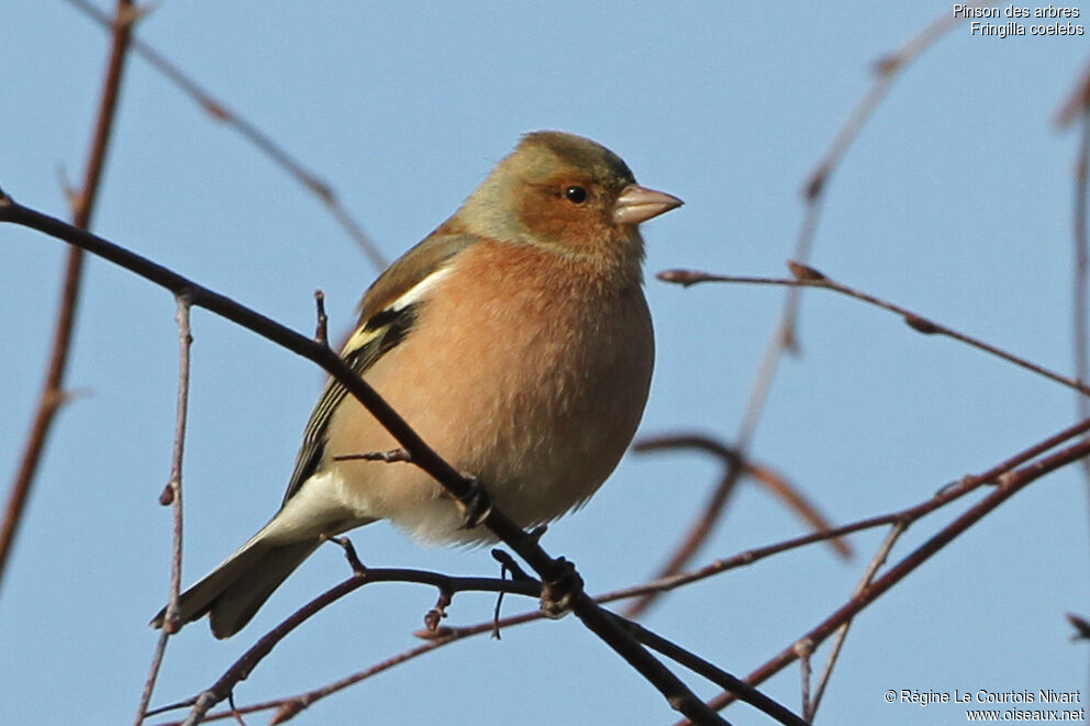 Common Chaffinch male