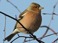 Common Chaffinch