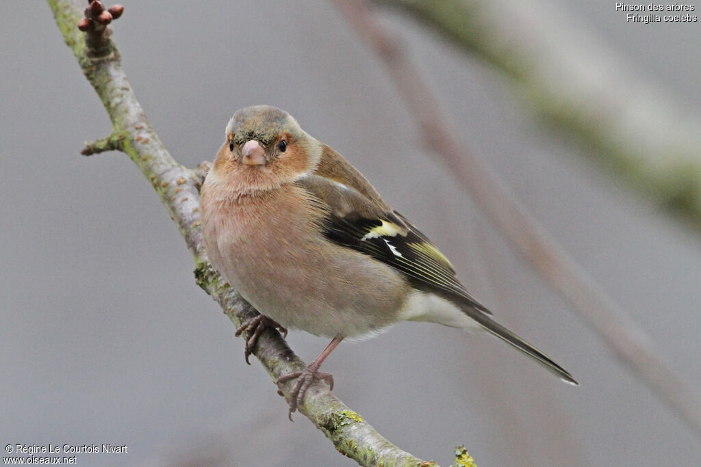 Common Chaffinch