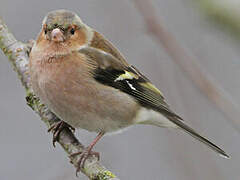 Eurasian Chaffinch